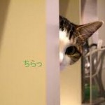 吹いたら負け 猫 動物 おもしろ画像動画集 Writerzlab