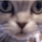 吹いたら負け 猫 動物 おもしろ画像動画集 Writerzlab