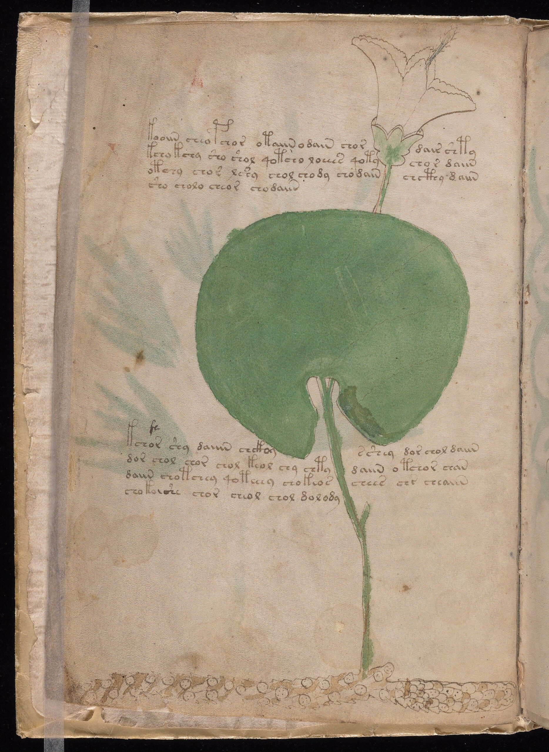 ヴォイニッチ手稿2v葉の原本。大きな葉と根を持つ植物状の図と、その周囲の文字